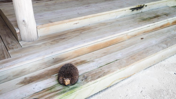 travel-blog-soneva-fushi-maldives-solo-luxury