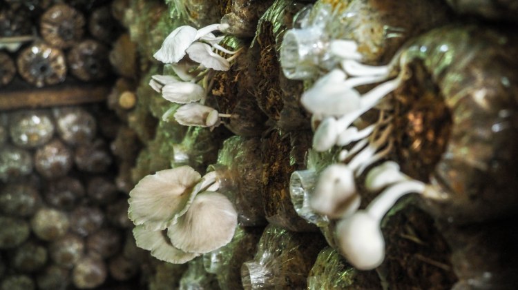 travel-blog-soneva-fushi-maldives-solo-luxury