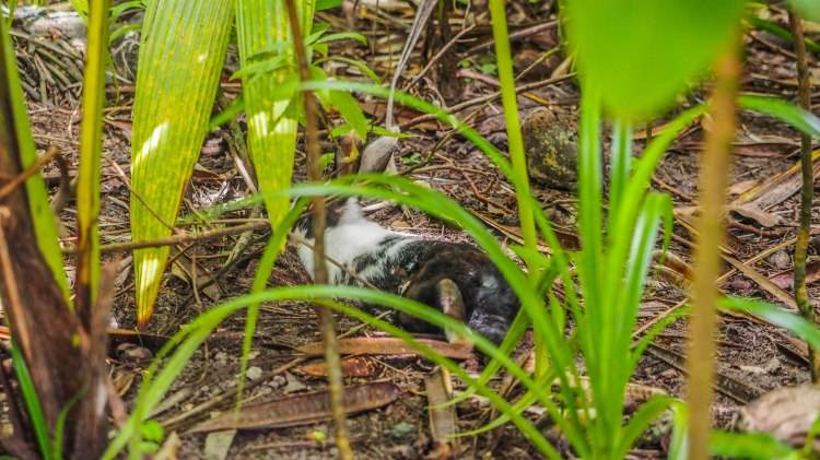 soneva-fushi-maldives-blog-travel-solo-luxury