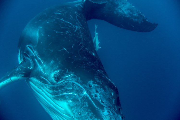 humpback-whale-snorkel-haapai-ha'apai-tonga-swim-swimming-with-travel-blog-solo-backpacking-sea-change-eco-lodge