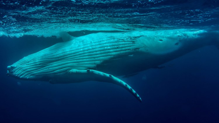 humpback-whale-snorkel-haapai-ha'apai-tonga-swim-swimming-with-travel-blog-solo-backpacking-sea-change-eco-lodge