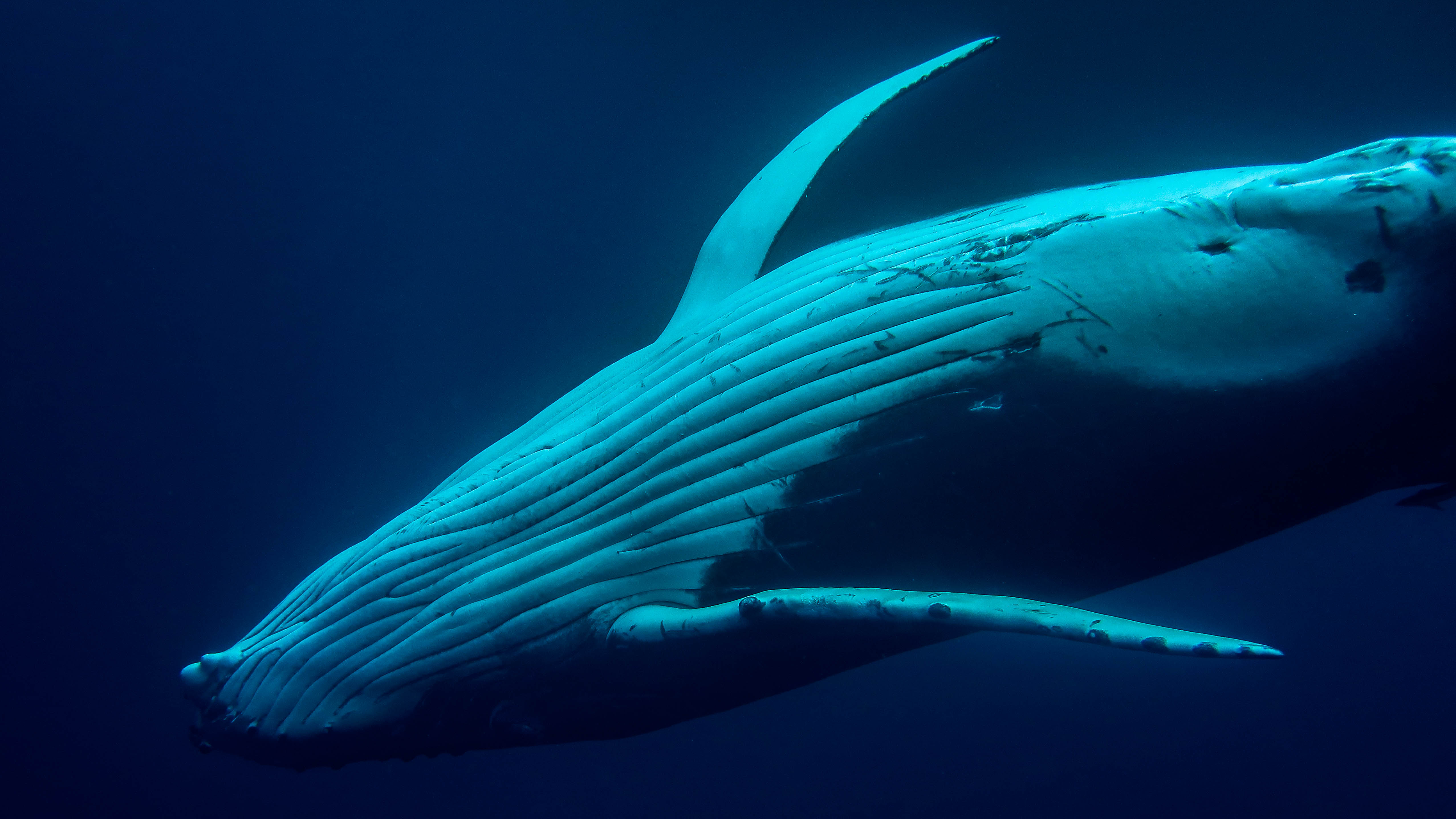 humpback-whale-snorkel-haapai-ha'apai-tonga-swim-swimming-with-travel-blog-solo-backpacking-sea-change-eco-lodge