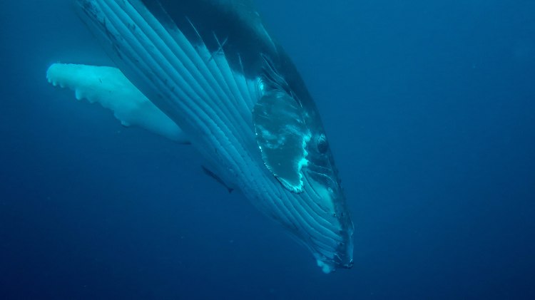humpback-whale-snorkel-haapai-ha'apai-tonga-swim-swimming-with-travel-blog-solo-backpacking-sea-change-eco-lodge