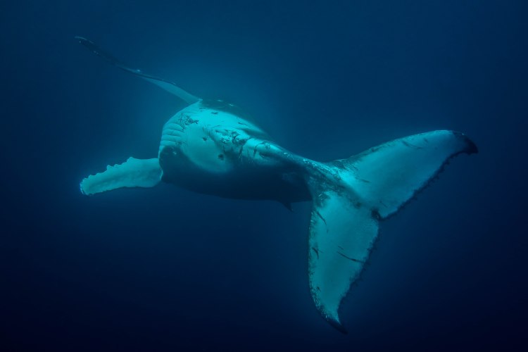 humpback-whale-snorkel-haapai-ha'apai-tonga-swim-swimming-with-travel-blog-solo-backpacking-sea-change-eco-lodge