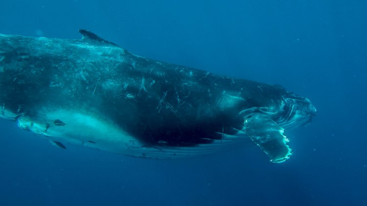 humpback-whale-snorkel-haapai-ha'apai-tonga-swim-swimming-with-travel-blog-solo-backpacking-sea-change-eco-lodge