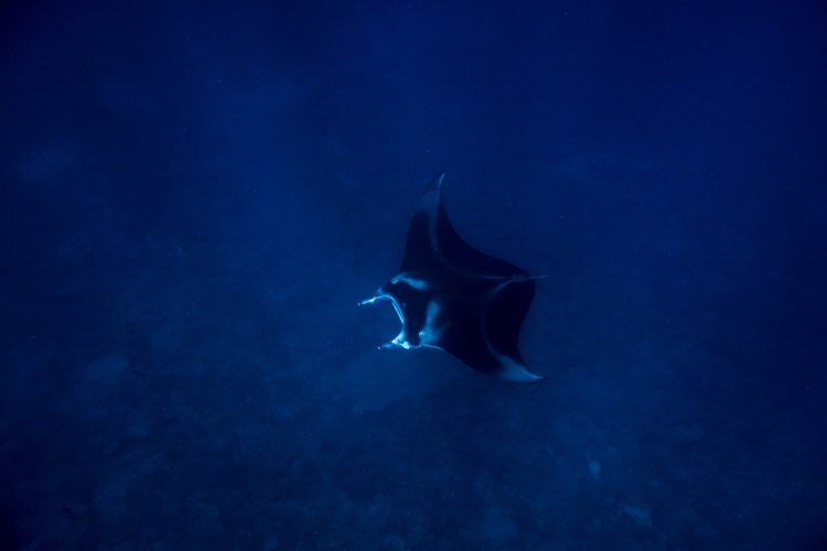 humpback-whale-snorkel-haapai-ha'apai-tonga-swim-swimming-with-travel-blog-solo-backpacking-sea-change-eco-lodge-manta-ray