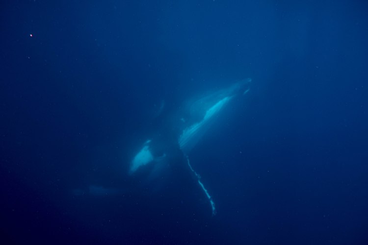 humpback-whale-snorkel-haapai-ha'apai-tonga-swim-swimming-with-travel-blog-solo-backpacking-sea-change-eco-lodge