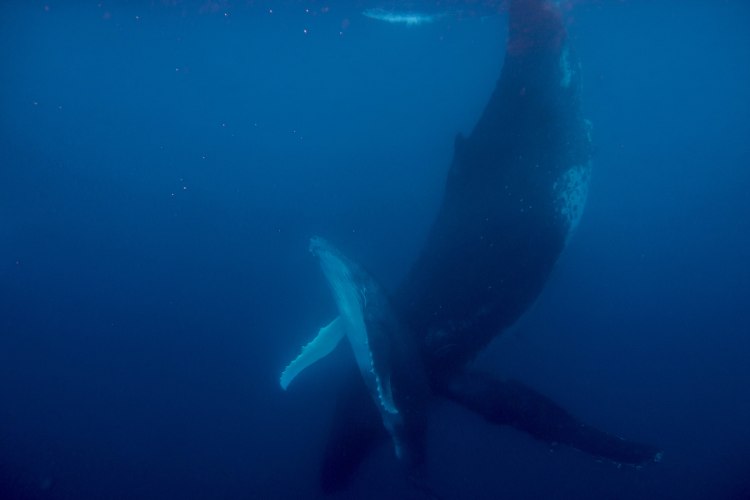 humpback-whale-snorkel-haapai-ha'apai-tonga-swim-swimming-with-travel-blog-solo-backpacking-sea-change-eco-lodge