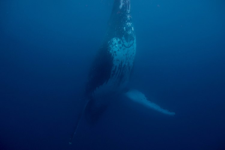 humpback-whale-snorkel-haapai-ha'apai-tonga-swim-swimming-with-travel-blog-solo-backpacking-sea-change-eco-lodge