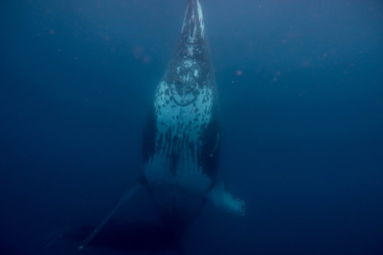 humpback-whale-snorkel-haapai-ha'apai-tonga-swim-swimming-with-travel-blog-solo-backpacking-sea-change-eco-lodge