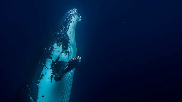 humpback-whale-snorkel-haapai-ha'apai-tonga-swim-swimming-with-travel-blog-solo-backpacking-sea-change-eco-lodge