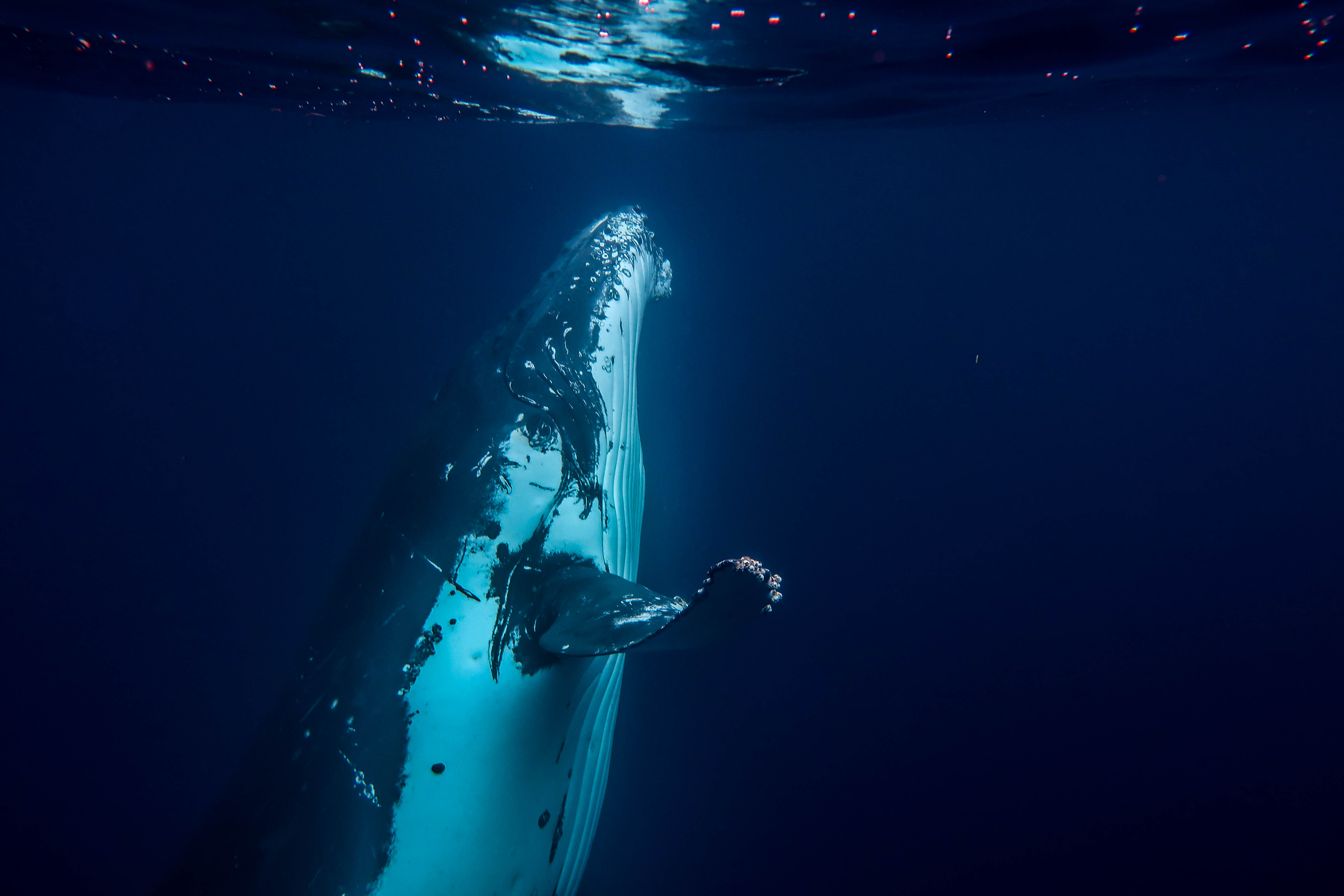 humpback-whale-snorkel-haapai-ha'apai-tonga-swim-swimming-with-travel-blog-solo-backpacking-sea-change-eco-lodge