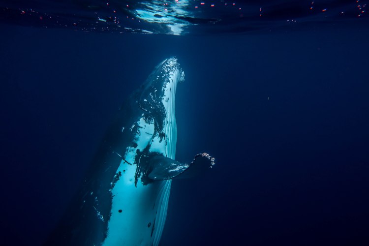 humpback-whale-snorkel-haapai-ha'apai-tonga-swim-swimming-with-travel-blog-solo-backpacking-sea-change-eco-lodge