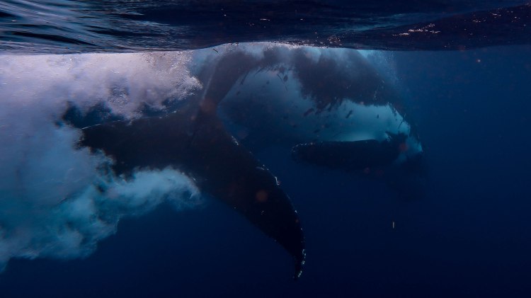 humpback-whale-snorkel-haapai-ha'apai-tonga-swim-swimming-with-travel-blog-solo-backpacking-sea-change-eco-lodge