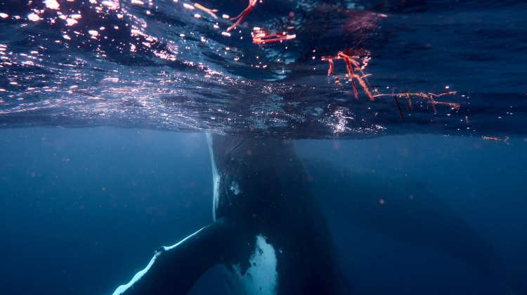 humpback-whale-snorkel-haapai-ha'apai-tonga-swim-swimming-with-travel-blog-solo-backpacking-sea-change-eco-lodge