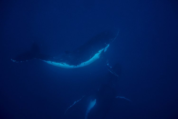 humpback-whale-snorkel-haapai-ha'apai-tonga-swim-swimming-with-travel-blog-solo-backpacking-sea-change-eco-lodge
