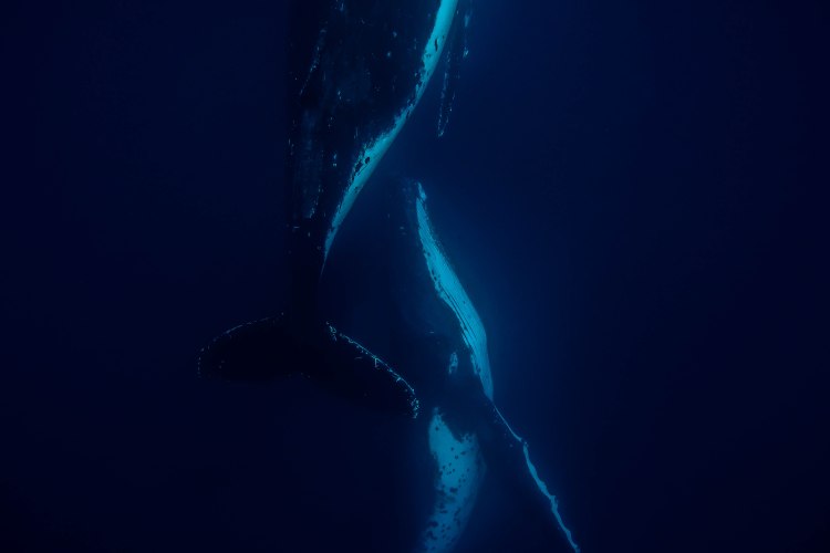 humpback-whale-snorkel-haapai-ha'apai-tonga-swim-swimming-with-travel-blog-solo-backpacking-sea-change-eco-lodge