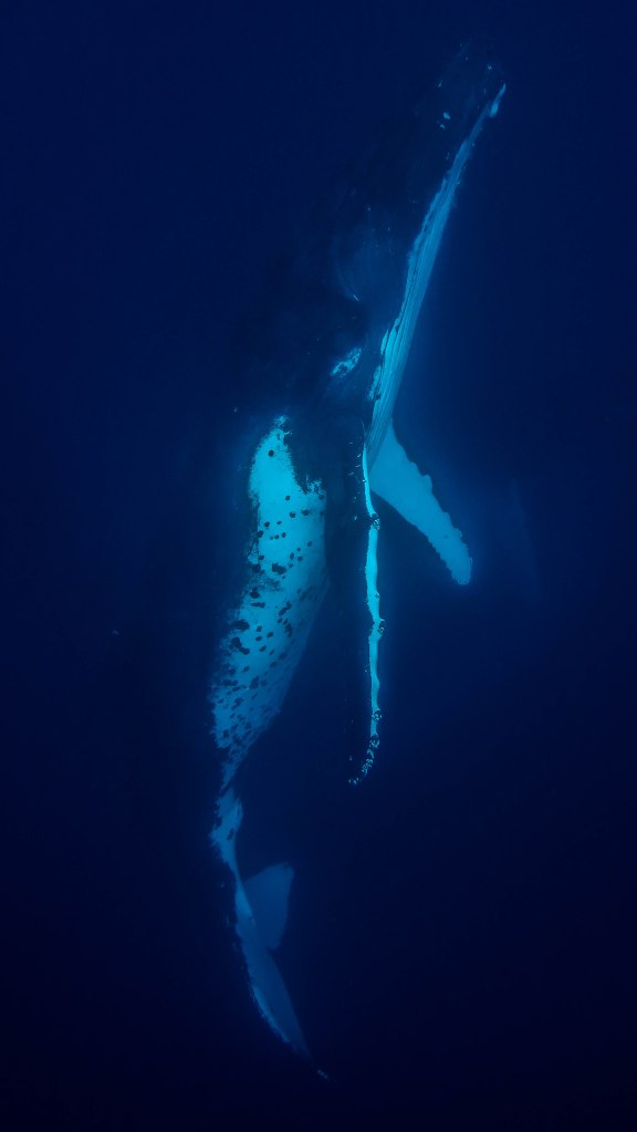 humpback-whale-snorkel-haapai-ha'apai-tonga-swim-swimming-with-travel-blog-solo-backpacking-sea-change-eco-lodge