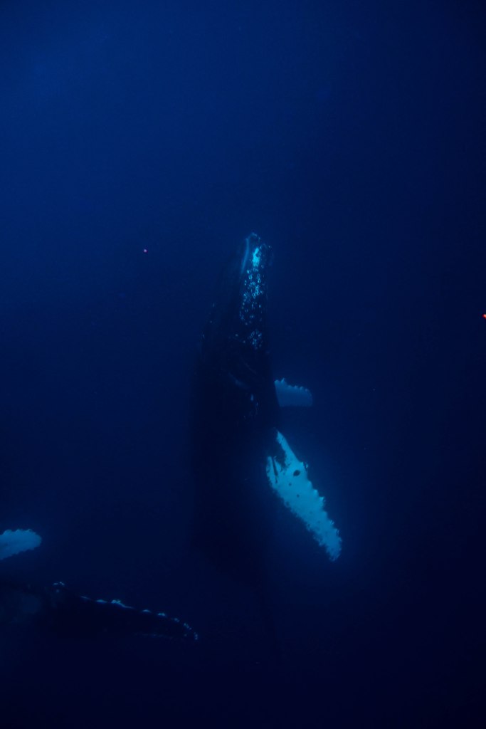 humpback-whale-snorkel-haapai-ha'apai-tonga-swim-swimming-with-travel-blog-solo-backpacking-sea-change-eco-lodge