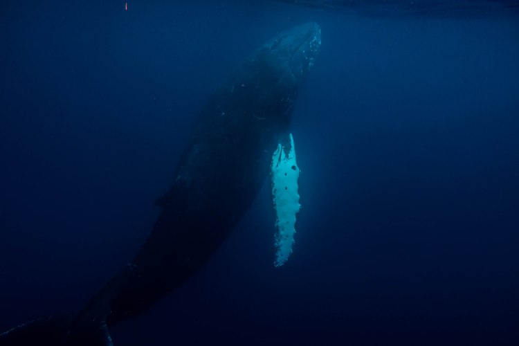 humpback-whale-snorkel-haapai-ha'apai-tonga-swim-swimming-with-travel-blog-solo-backpacking-sea-change-eco-lodge