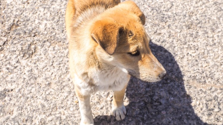 kings-highway-travel-blog-jordan-backpacking-solo