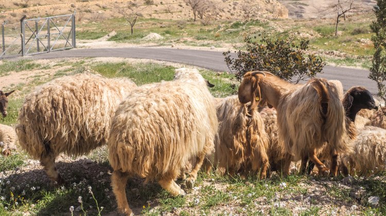 kings-highway-travel-blog-jordan-backpacking-solo