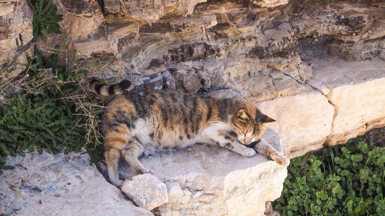 kings-highway-travel-blog-jordan-backpacking-solo-kerak-castle