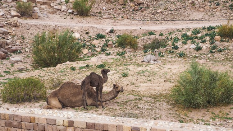 A guide and photo journal about hiking to the Monastery in Petra and why you should NEVER ride a donkey!