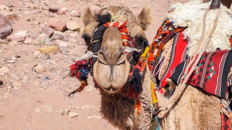A guide and photo journal about hiking to the Monastery in Petra and why you should NEVER ride a donkey!