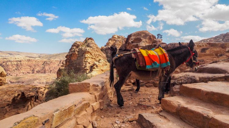 A guide and photo journal about hiking to the Monastery in Petra and why you should NEVER ride a donkey!