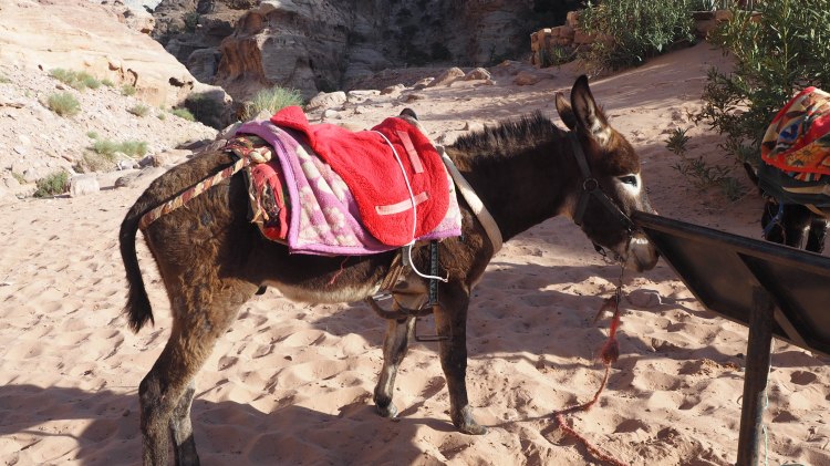 A guide and photo journal about hiking to the Monastery in Petra and why you should NEVER ride a donkey!