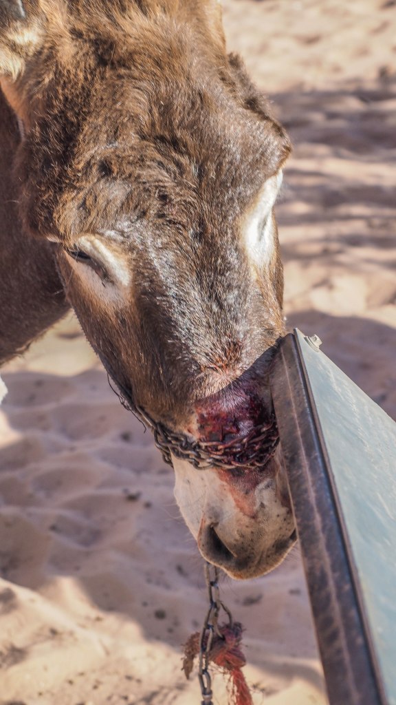 A guide and photo journal about hiking to the Monastery in Petra and why you should NEVER ride a donkey!