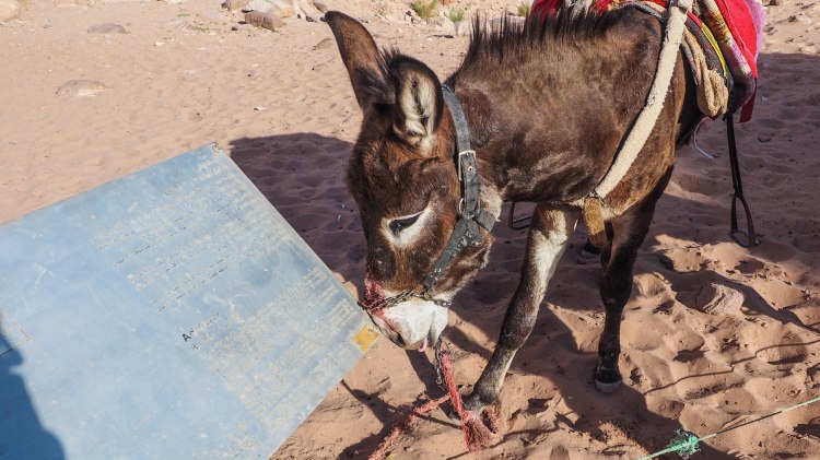 A guide and photo journal about hiking to the Monastery in Petra and why you should NEVER ride a donkey!