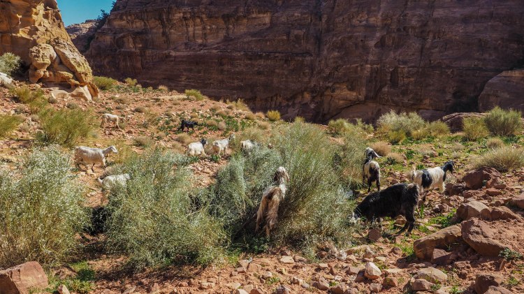 A solo travellers guide to hiking to the High Place of Sacrifice in Petra, Jordan!