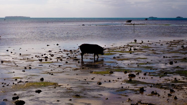 tongatapu-tonga-travel-blog-solo-backpacking-guide-fishing-pigs