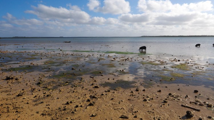 tongatapu-tonga-travel-blog-solo-backpacking-guide-fishing-pigs