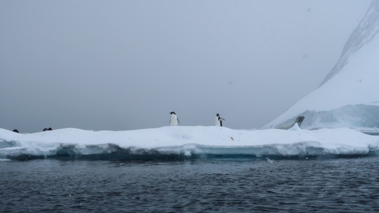 kayaking-antarctica-travel-blog-solo-oceanwide-expeditons
