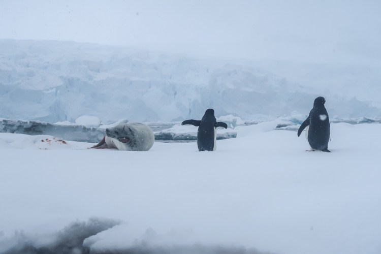 kayaking-antarctica-travel-blog-solo-oceanwide-expeditons