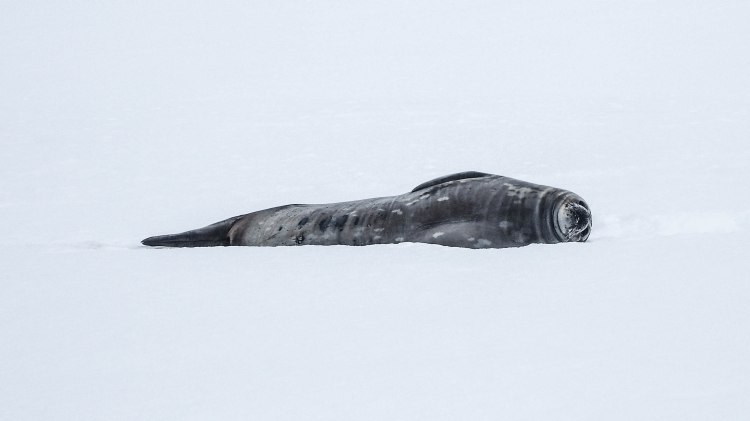 stony-point-antarctica-travel-blog-solo-oceanwide-expeditions-zodiac-weddell-seal