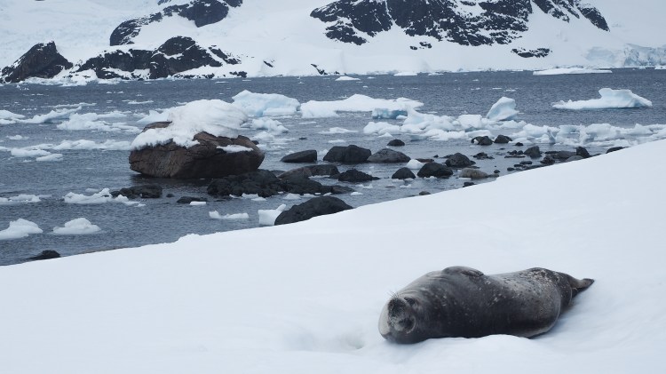stony-point-antarctica-travel-blog-solo-oceanwide-expeditons