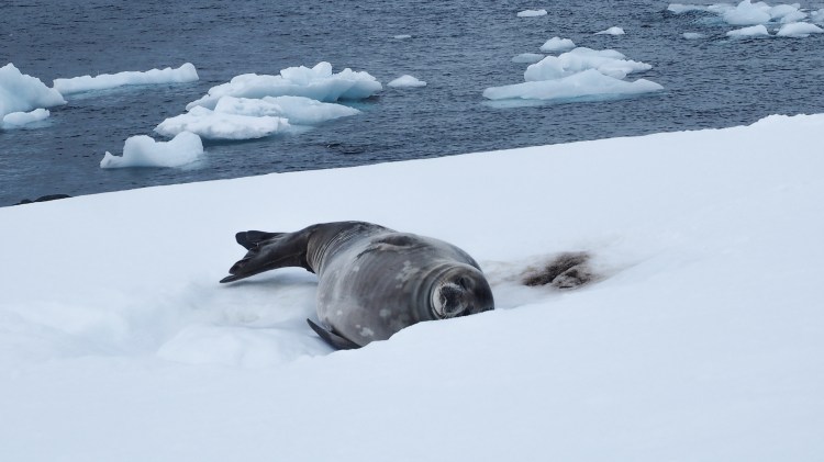 stony-point-antarctica-travel-blog-solo-oceanwide-expeditons