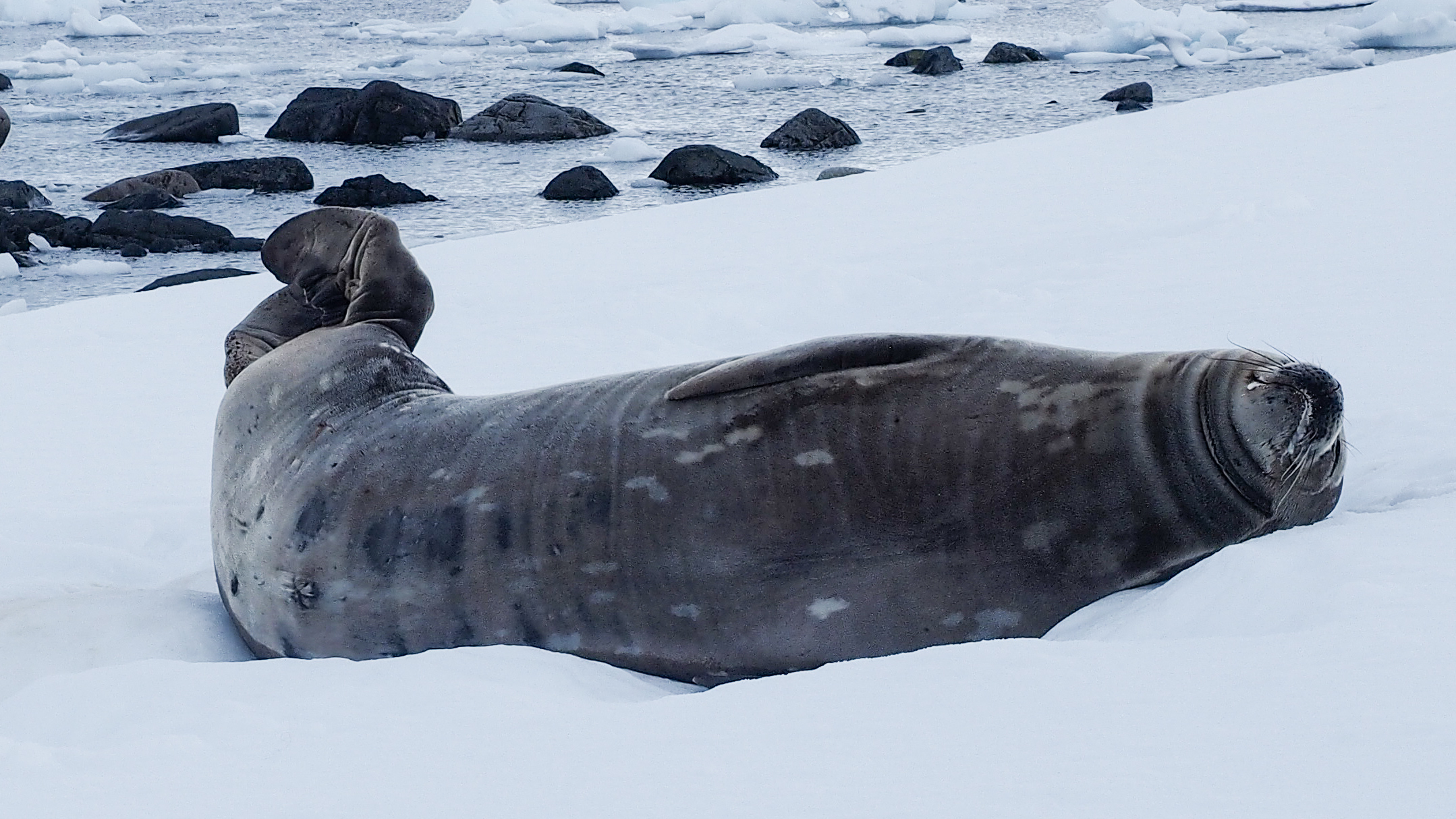 stony-point-antarctica-travel-blog-solo-oceanwide-expeditons
