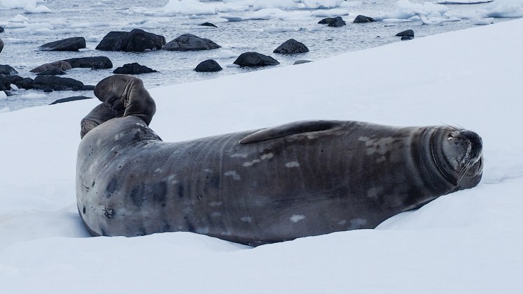 stony-point-antarctica-travel-blog-solo-oceanwide-expeditons