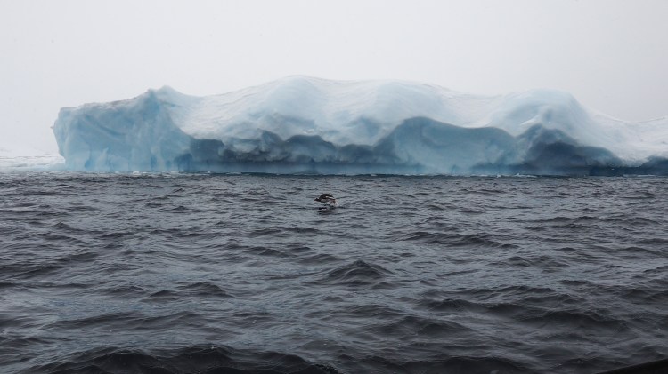 port-charcot-antarctica-travel-blog-solo-oceanwide-expeditons