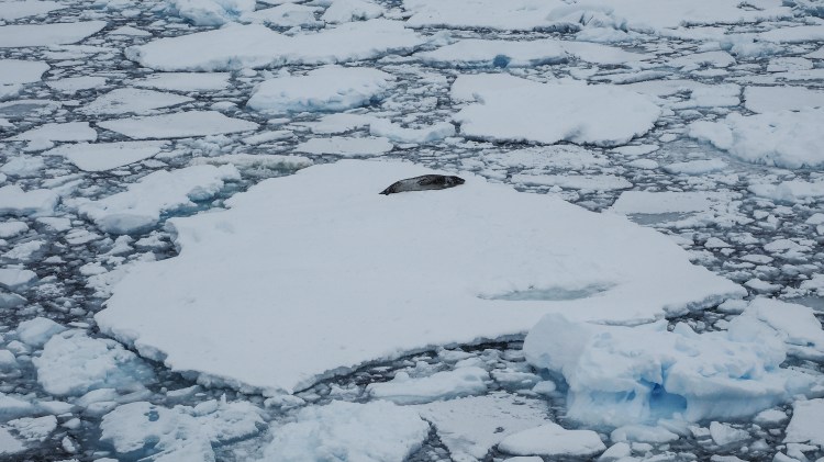 port-charcot-antarctica-travel-blog-solo-oceanwide-expeditons