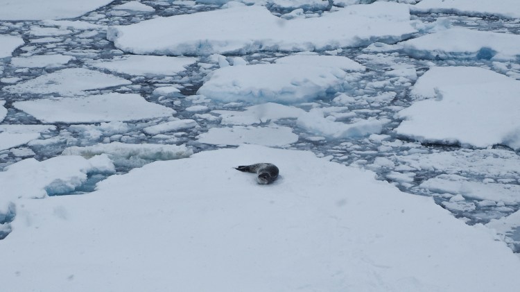 port-charcot-antarctica-travel-blog-solo-oceanwide-expeditons