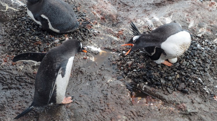 port-lockroy-antarctica-travel-blog-solo-oceanwide-expeditons