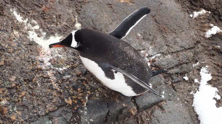 port-lockroy-antarctica-travel-blog-solo-oceanwide-expeditons