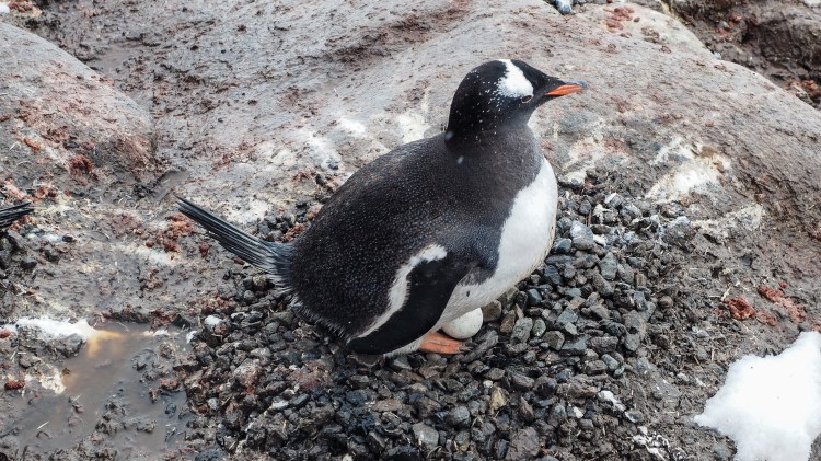port-lockroy-antarctica-travel-blog-solo-oceanwide-expeditons