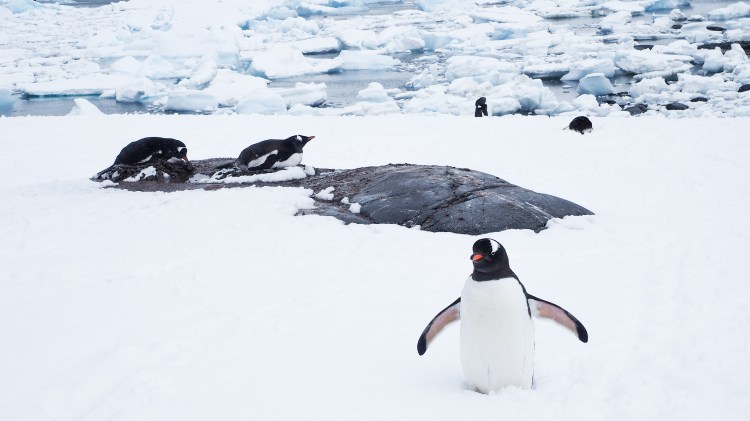 port-lockroy-antarctica-travel-blog-solo-oceanwide-expeditons